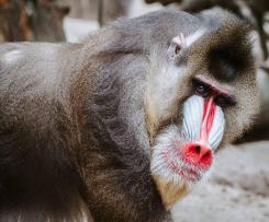 Antygrypina Pawianowa