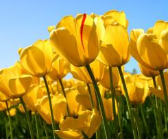 Śmietanowiec od Elki