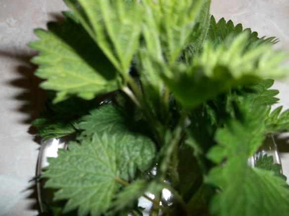 Zielony napój zdrowotny