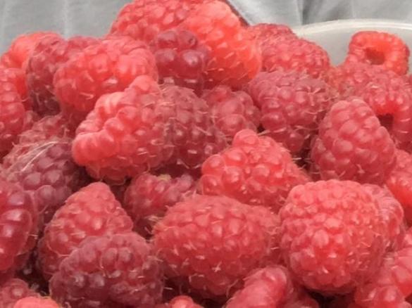 Ciasto ucierane z malinami na dużą blachę