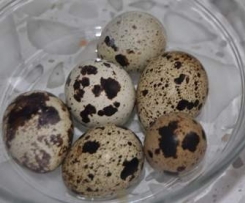 Gotwanie jajek przepiórek (na twardo)