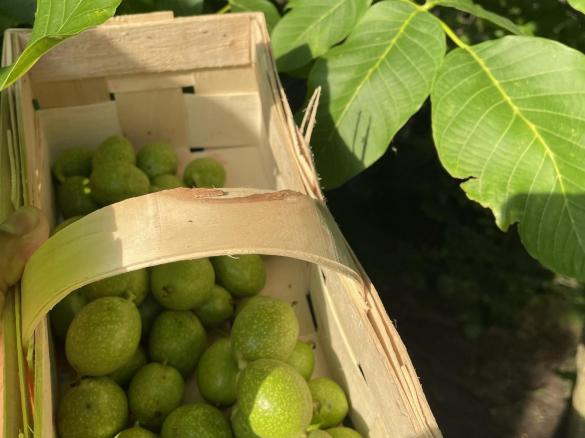 Nalewka Orzechowa. Orzechówka.