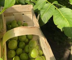 Nalewka Orzechowa. Orzechówka.