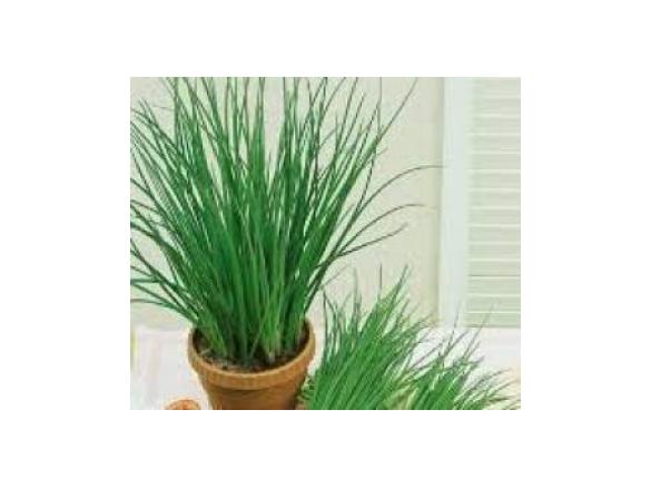 Koszyczek ze szczypiorku na wiosenne przysmaki ;)