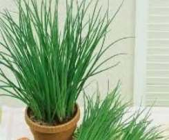 Koszyczek ze szczypiorku na wiosenne przysmaki ;)