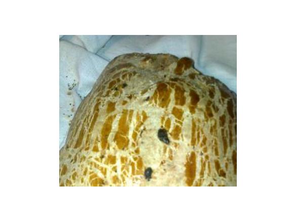 Żulik-chlebek turecki