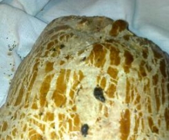 Żulik-chlebek turecki