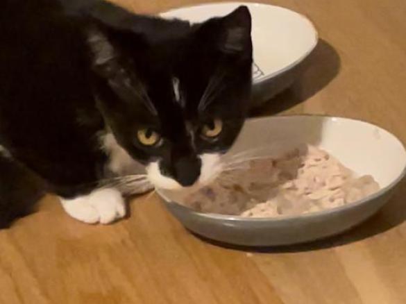 Jedzenie dla kota z kurczakiem i żołądkami