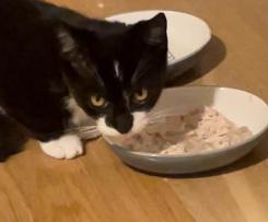 Jedzenie dla kota z kurczakiem i żołądkami