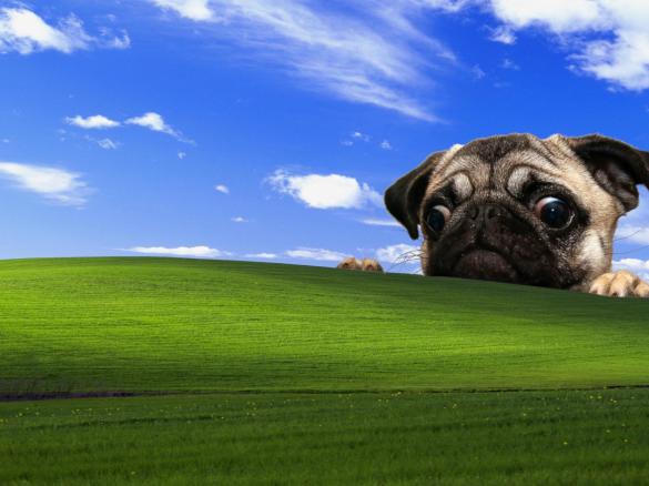 Psie ciastka z tuńczykiem