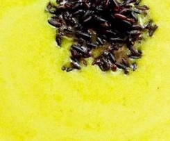 cytrynowa zupa z cukinii (wegańska)