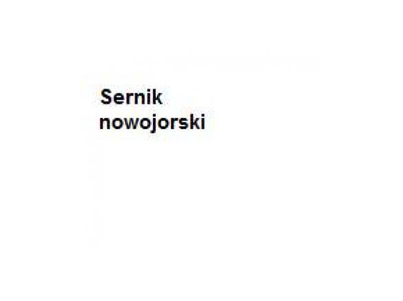 Sernik nowojorski