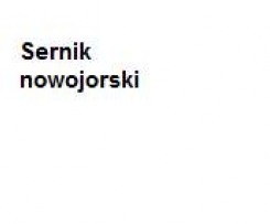 Sernik nowojorski